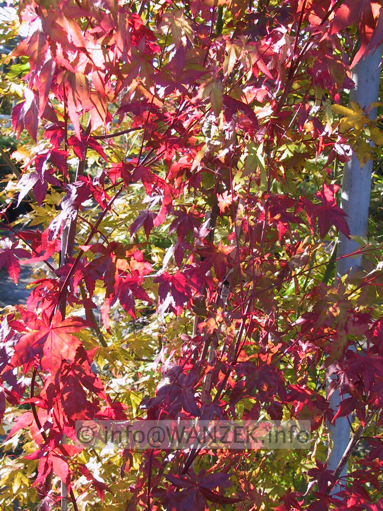 Acer palmatum - Herbst.JPG